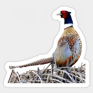 Ring-necked Pheasant Photo Sticker